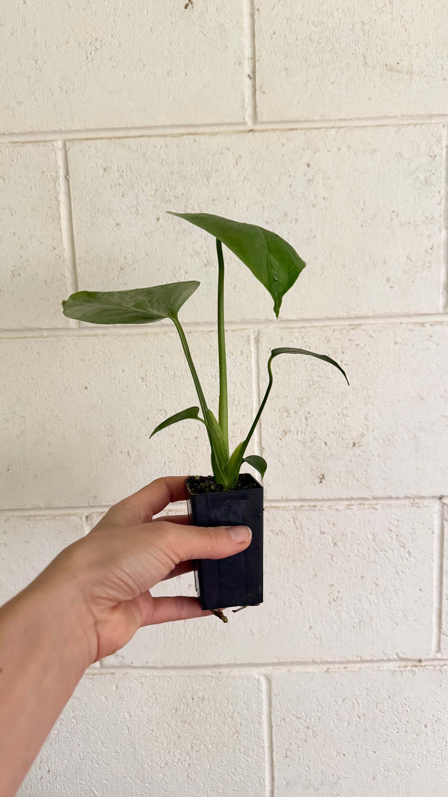 Monstera Bulbasaur variegated