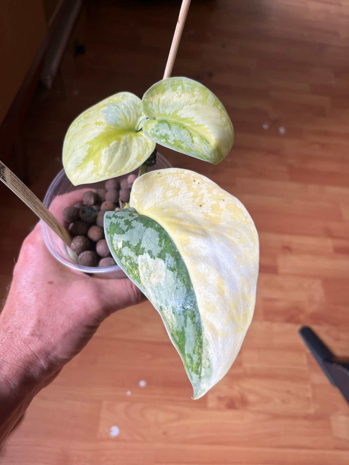 Philodendron Florida beauty X Green Congo - Highly Variegated