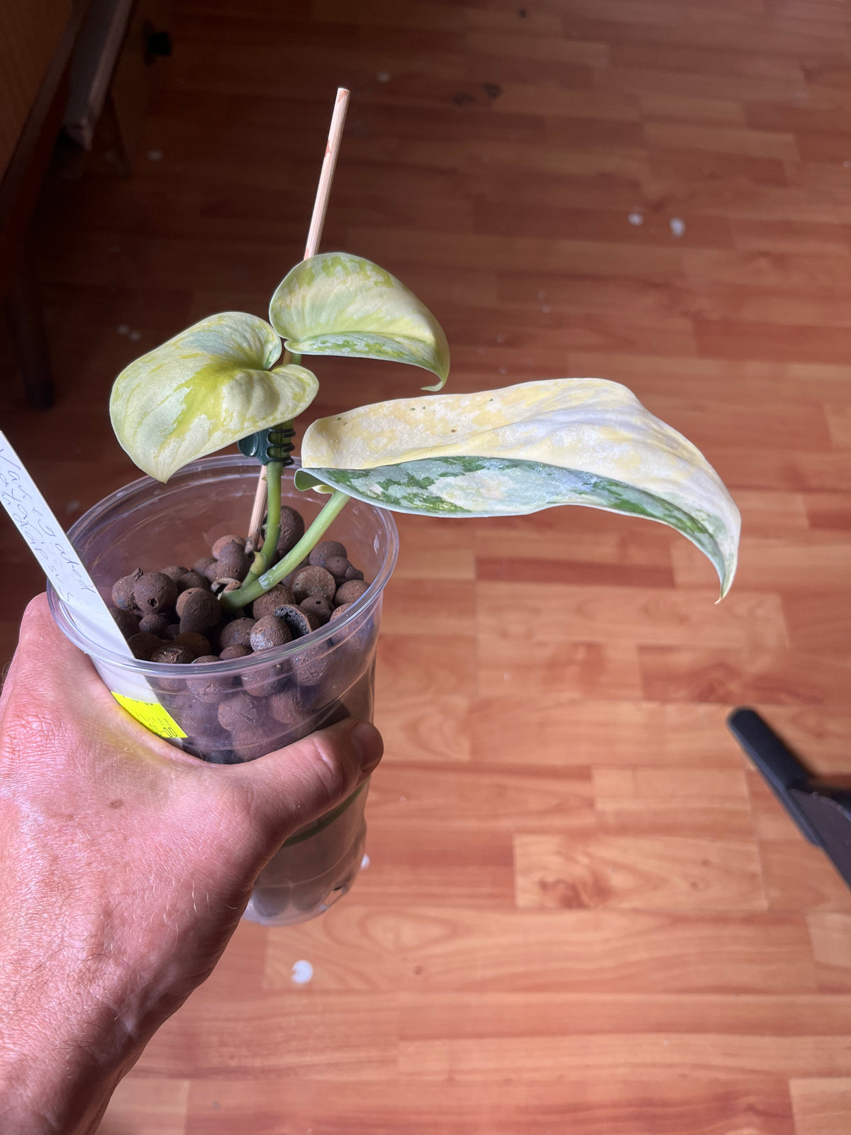 Philodendron Florida beauty X Green Congo - Highly Variegated