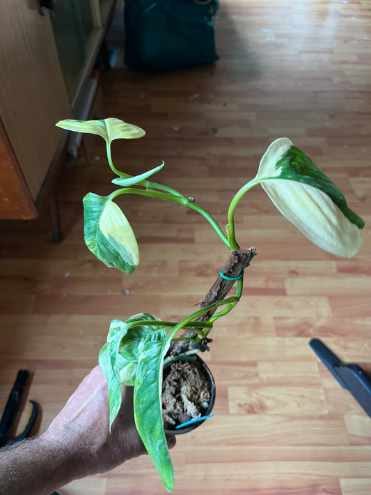 Scindapsus Rubicon variegated