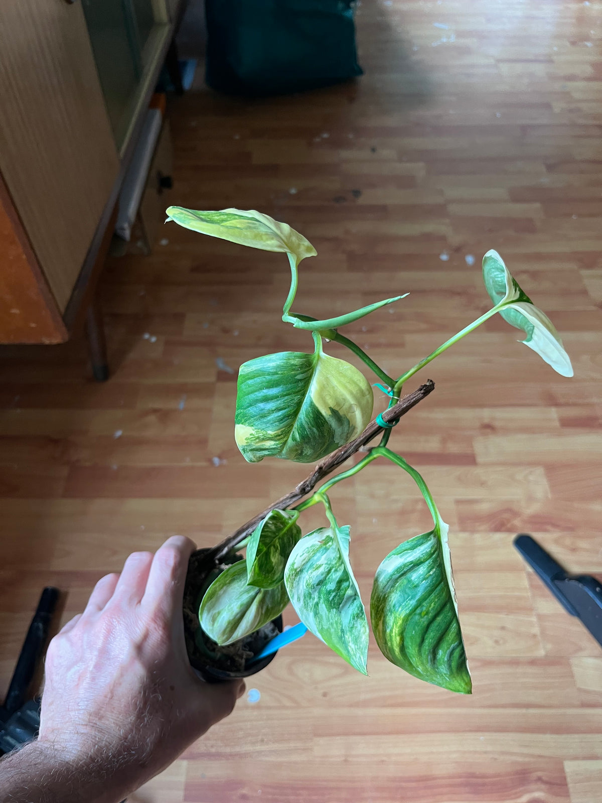 Scindapsus Rubicon variegated
