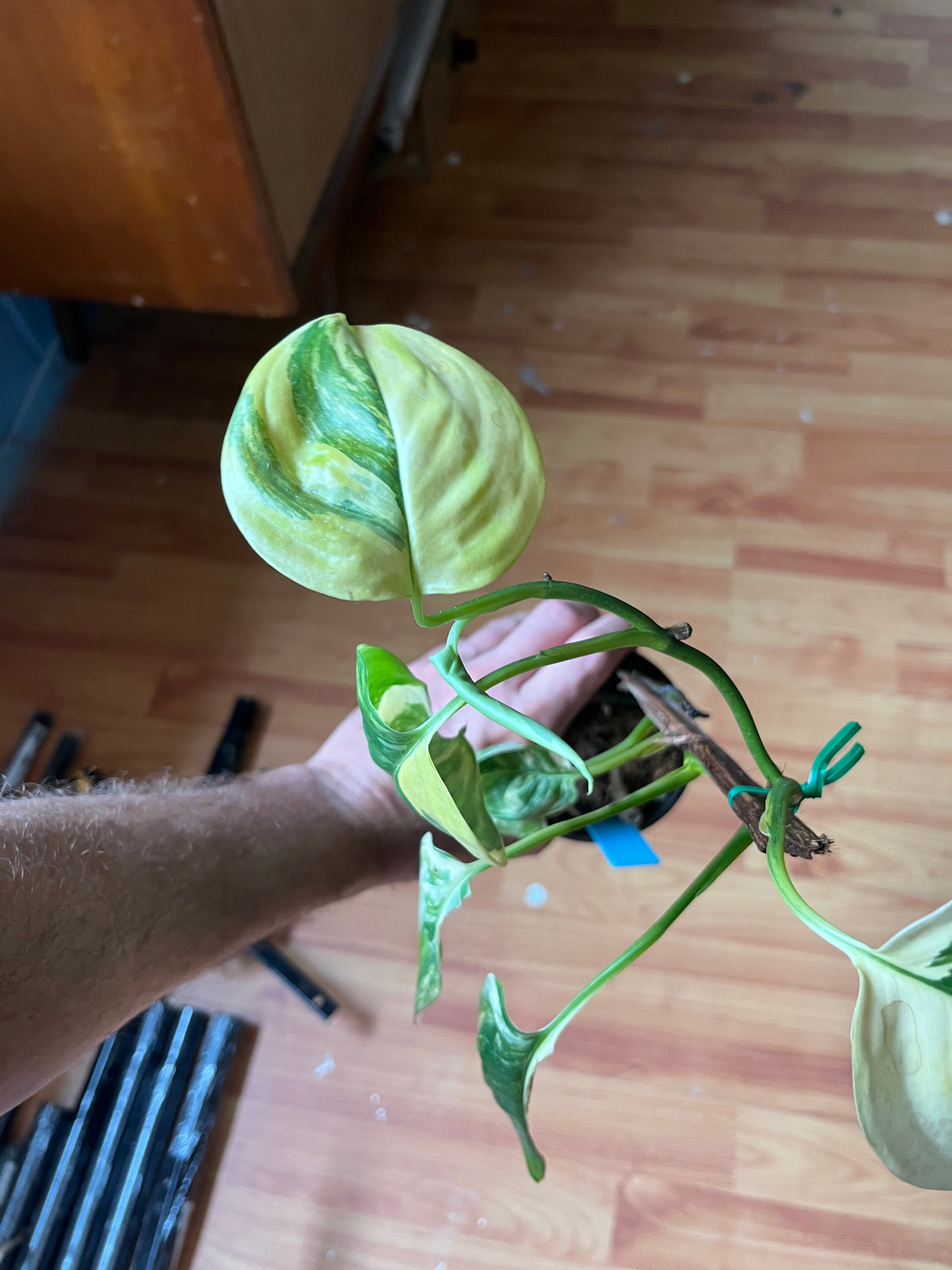 Scindapsus Rubicon variegated