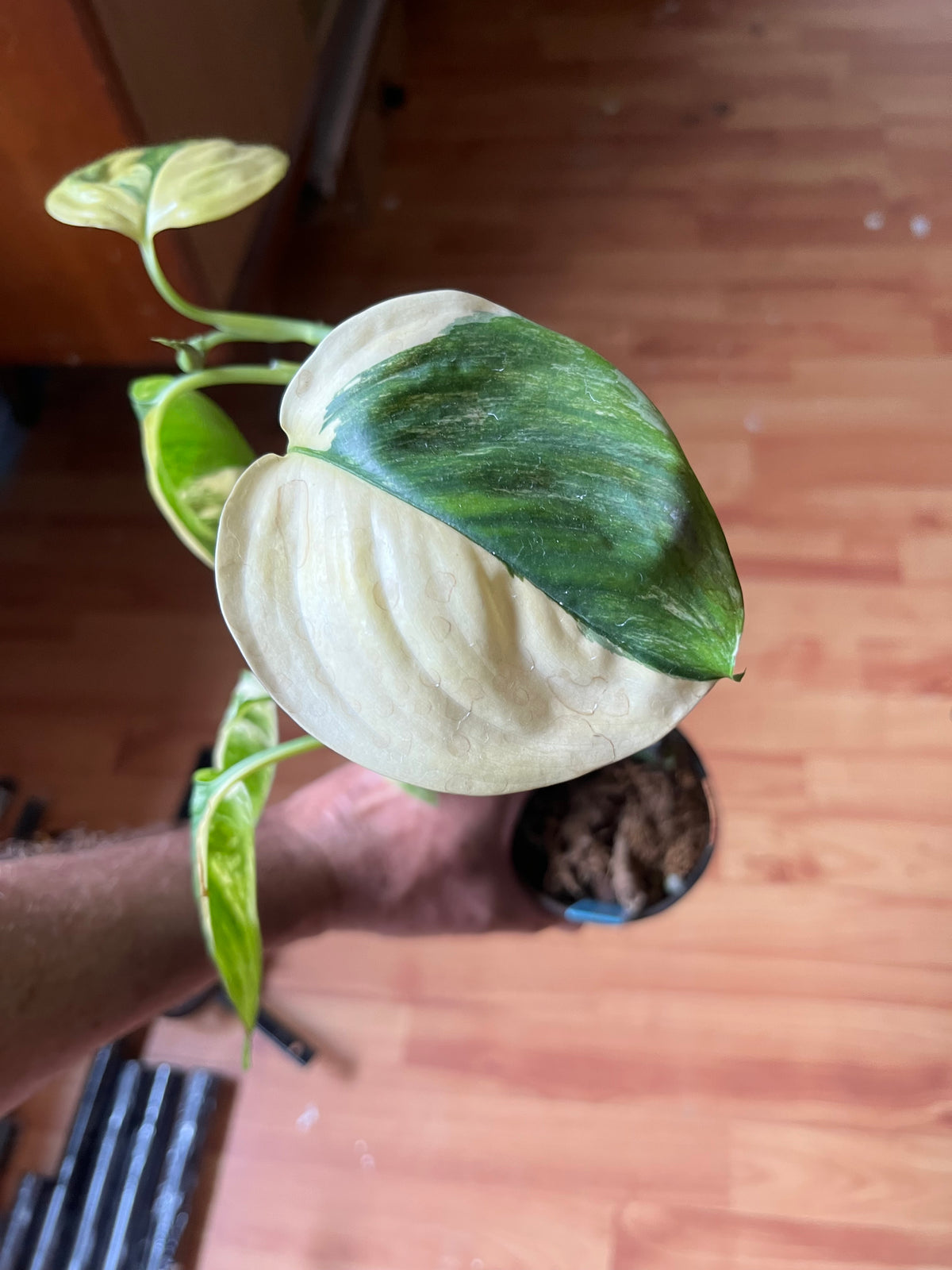 Scindapsus Rubicon variegated