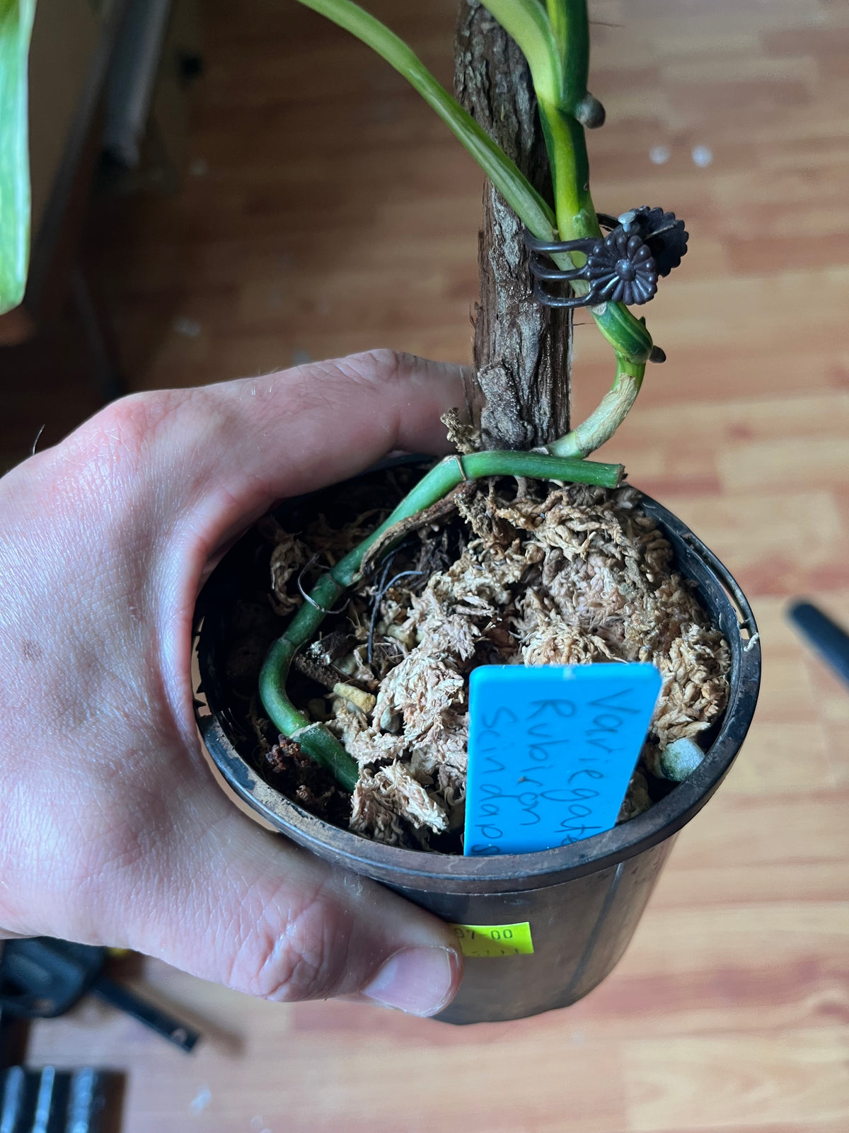 Scindapsus Rubicon variegated