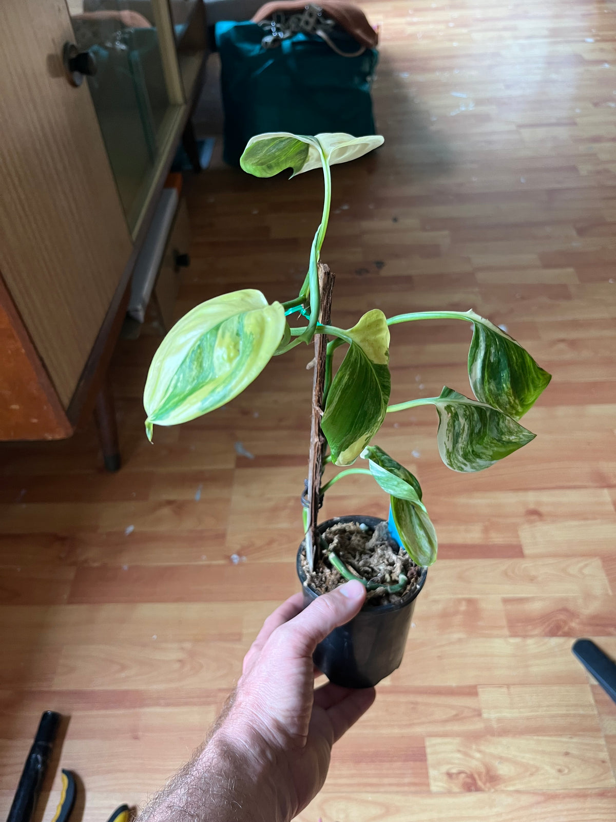 Scindapsus Rubicon variegated