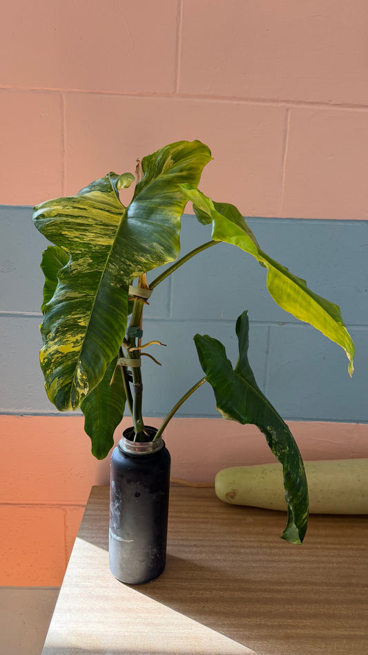 Philodendron Florida beauty X Green Congo - Highly Variegated