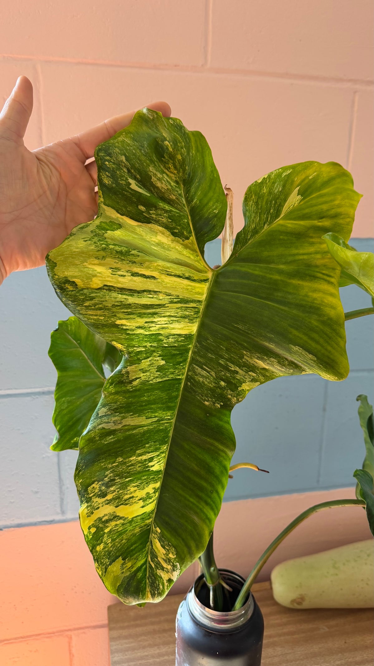 Philodendron Florida beauty X Green Congo - Highly Variegated