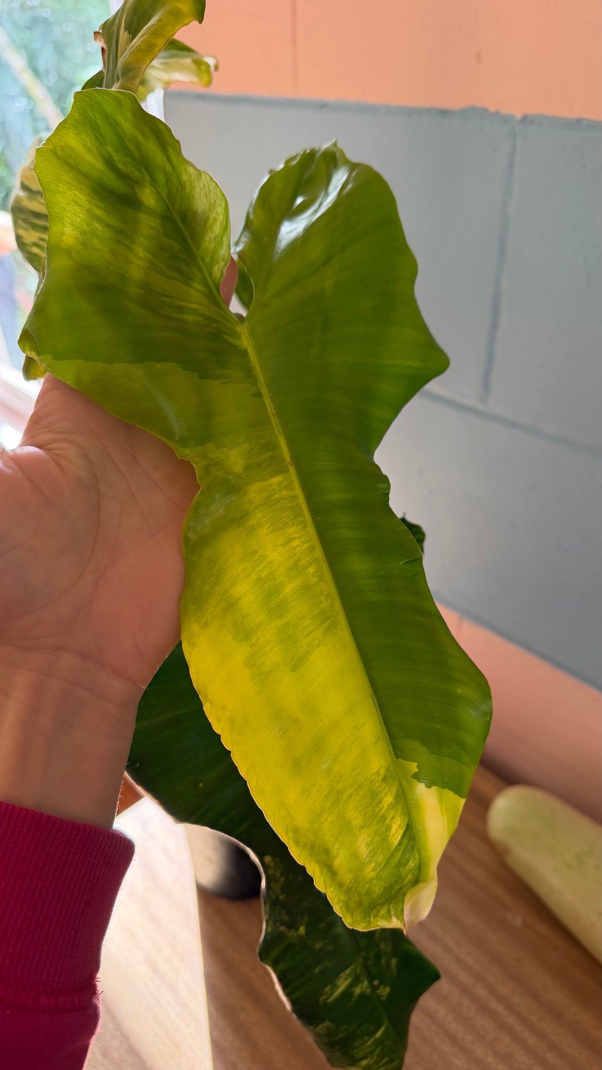 Philodendron Florida beauty X Green Congo - Highly Variegated