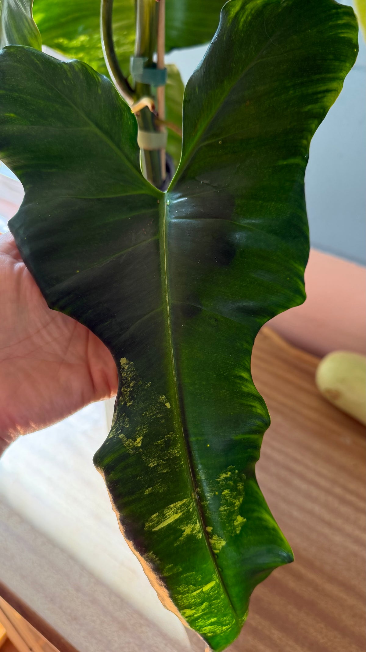 Philodendron Florida beauty X Green Congo - Highly Variegated