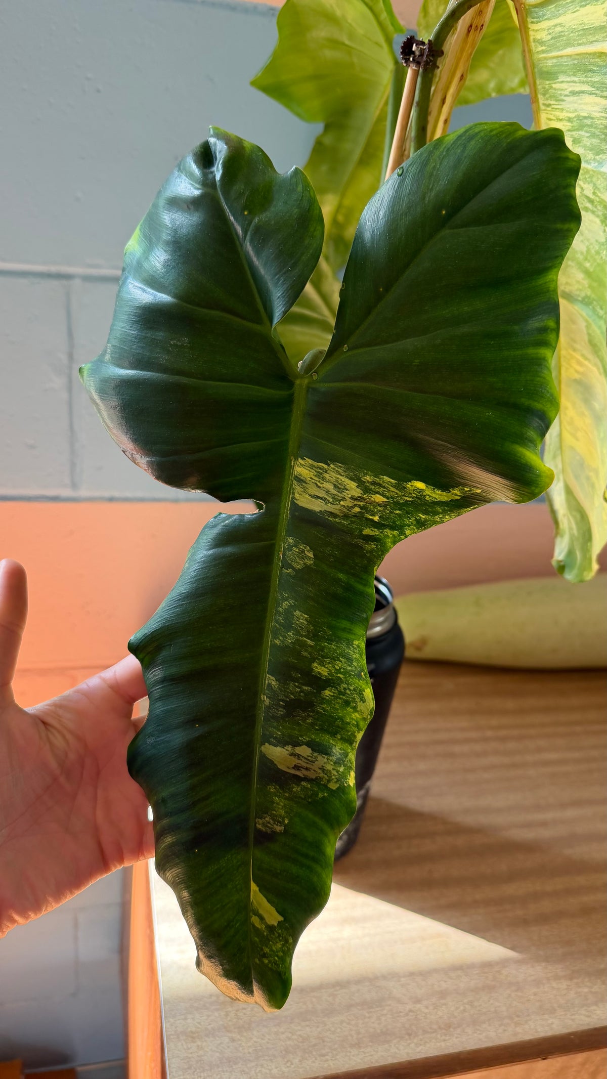 Philodendron Florida beauty X Green Congo - Highly Variegated