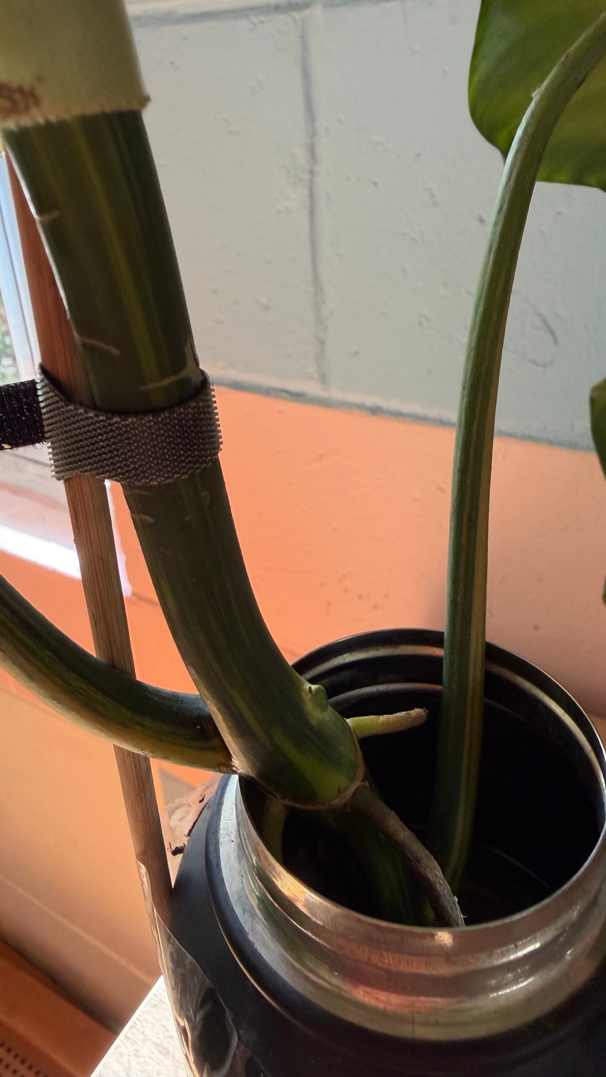 Philodendron Florida beauty X Green Congo - Highly Variegated