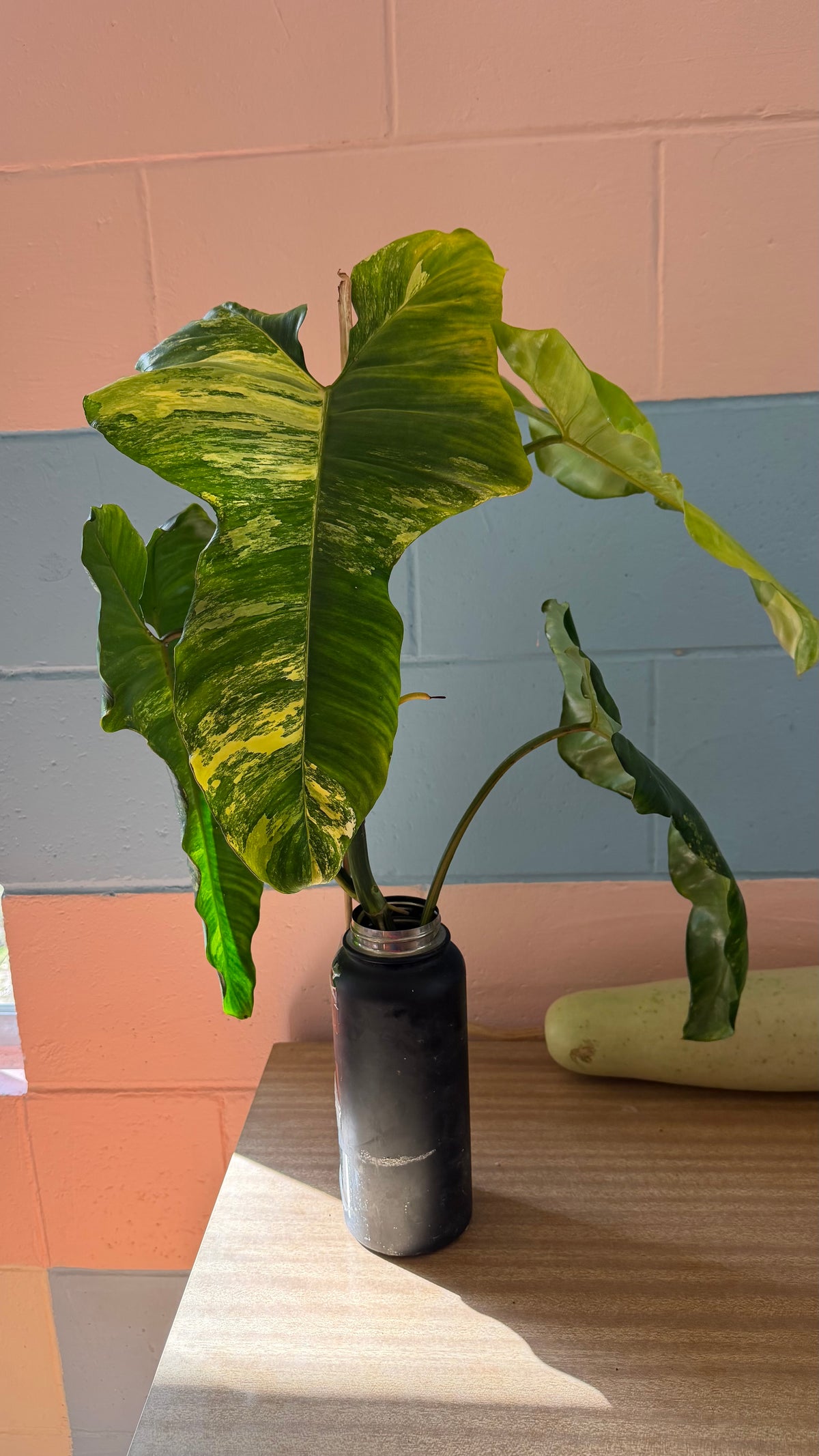 Philodendron Florida beauty X Green Congo - Highly Variegated