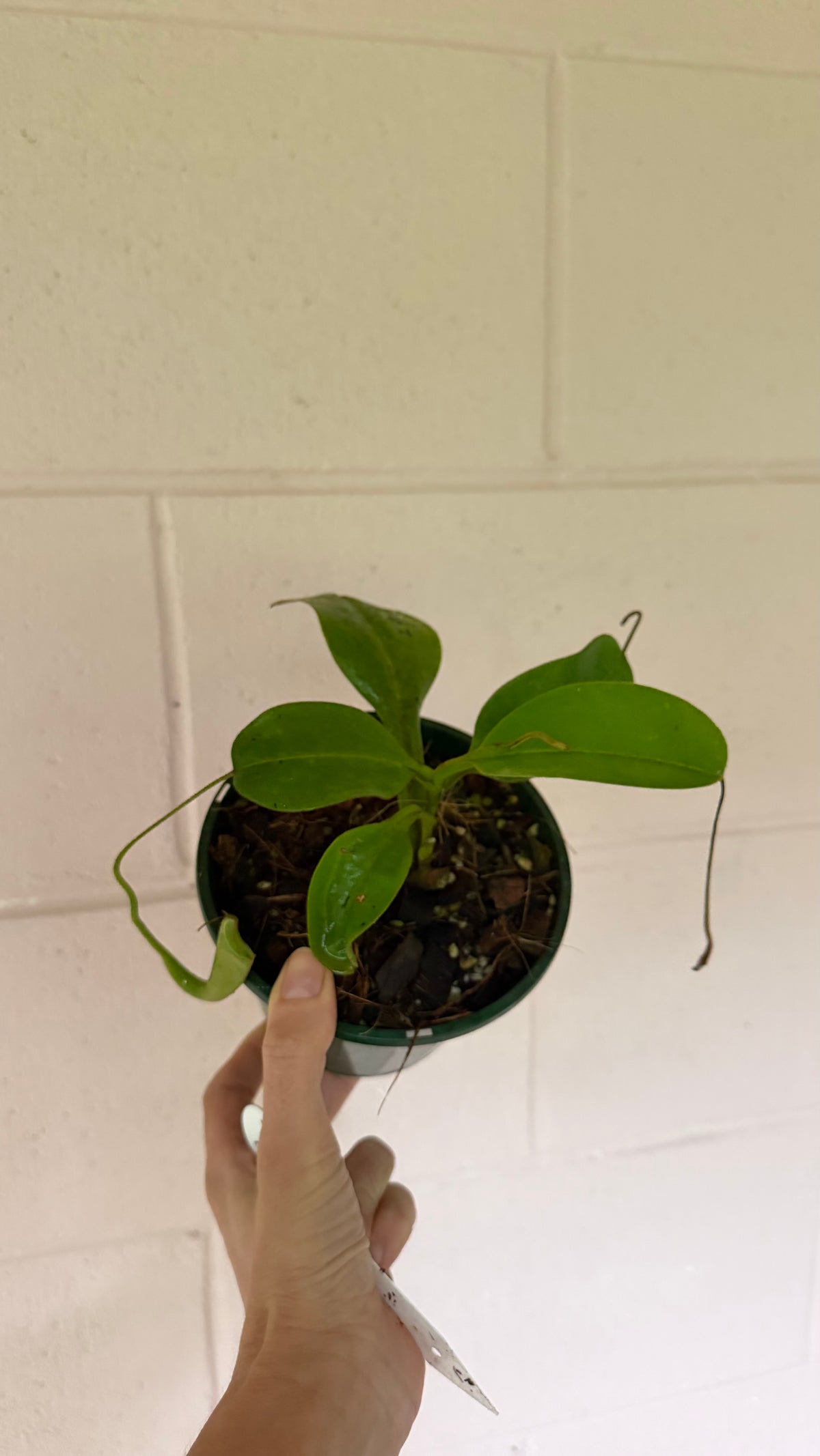 Nepenthes zaceriana (species)