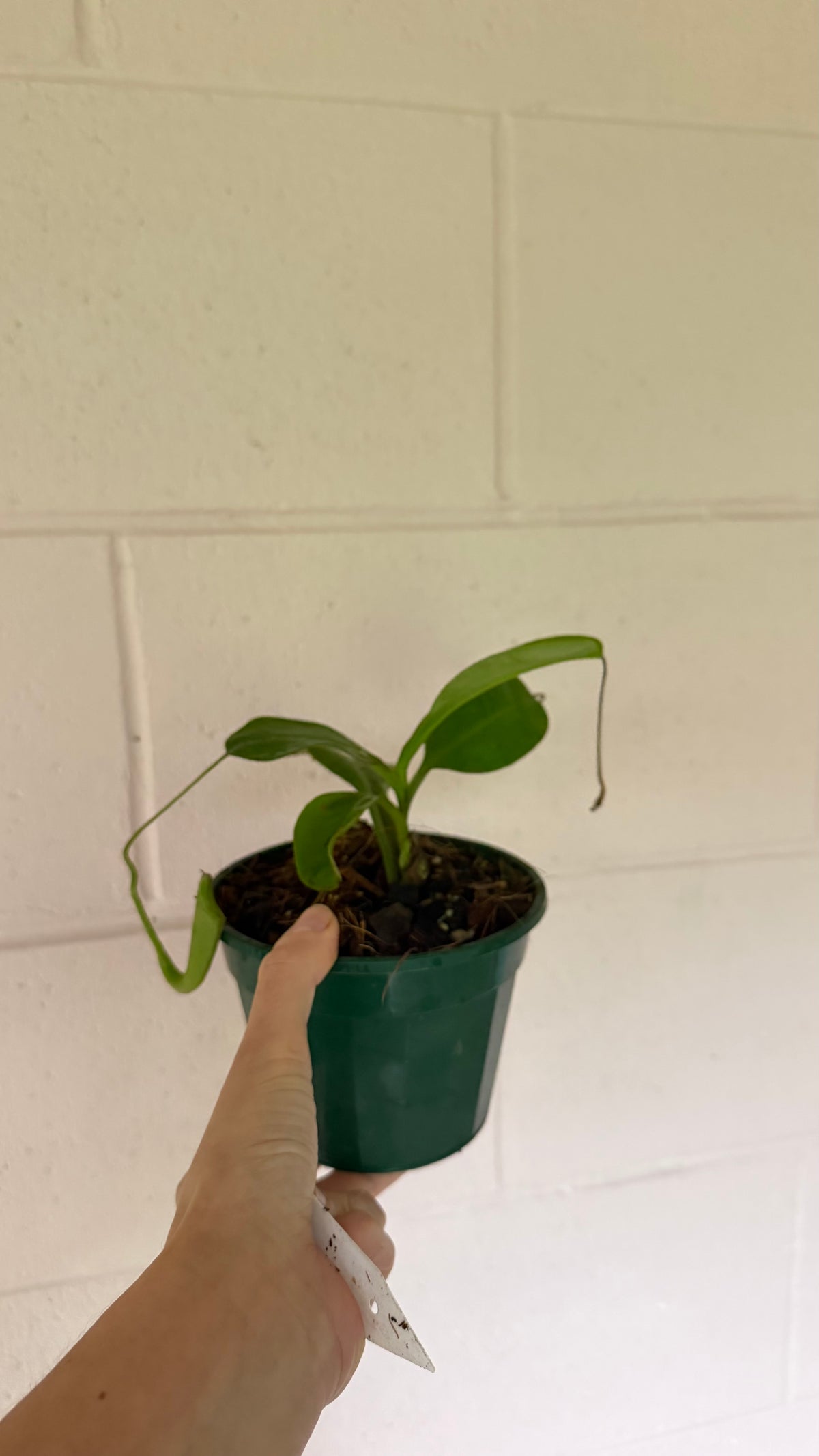 Nepenthes zaceriana (species)