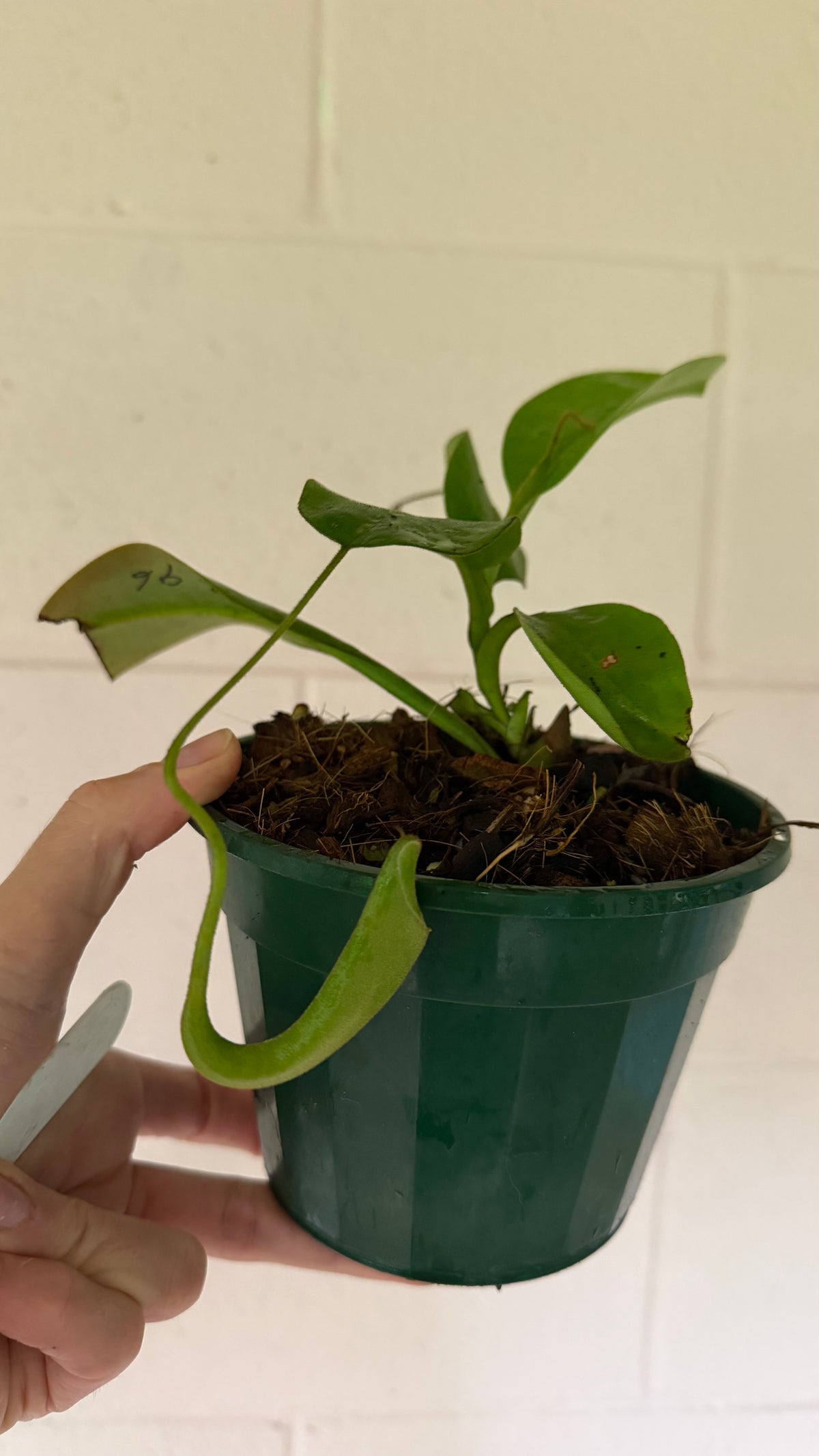 Nepenthes zaceriana (species)