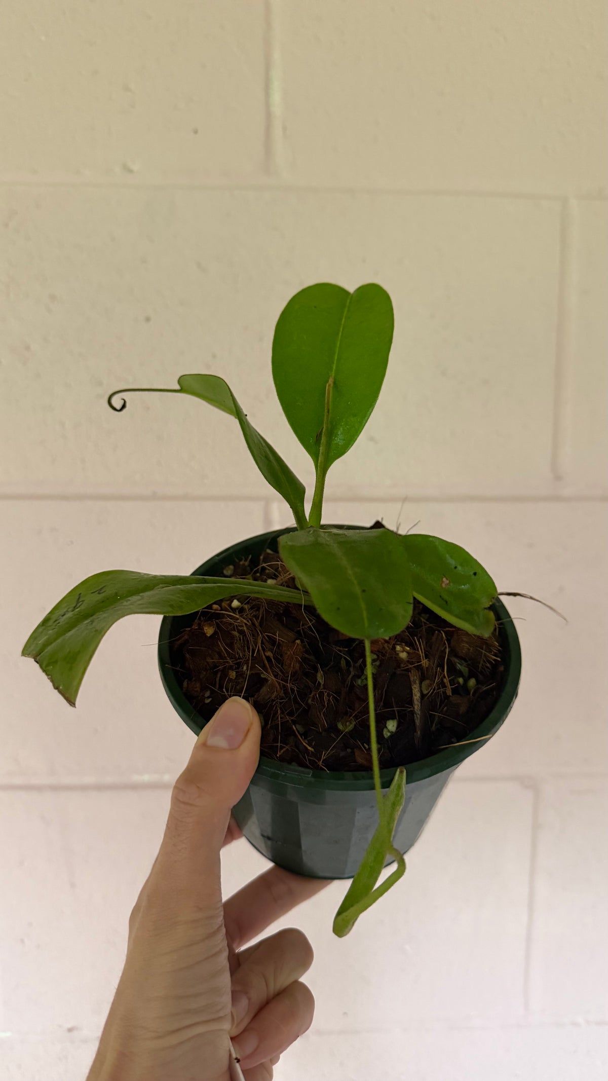 Nepenthes zaceriana (species)