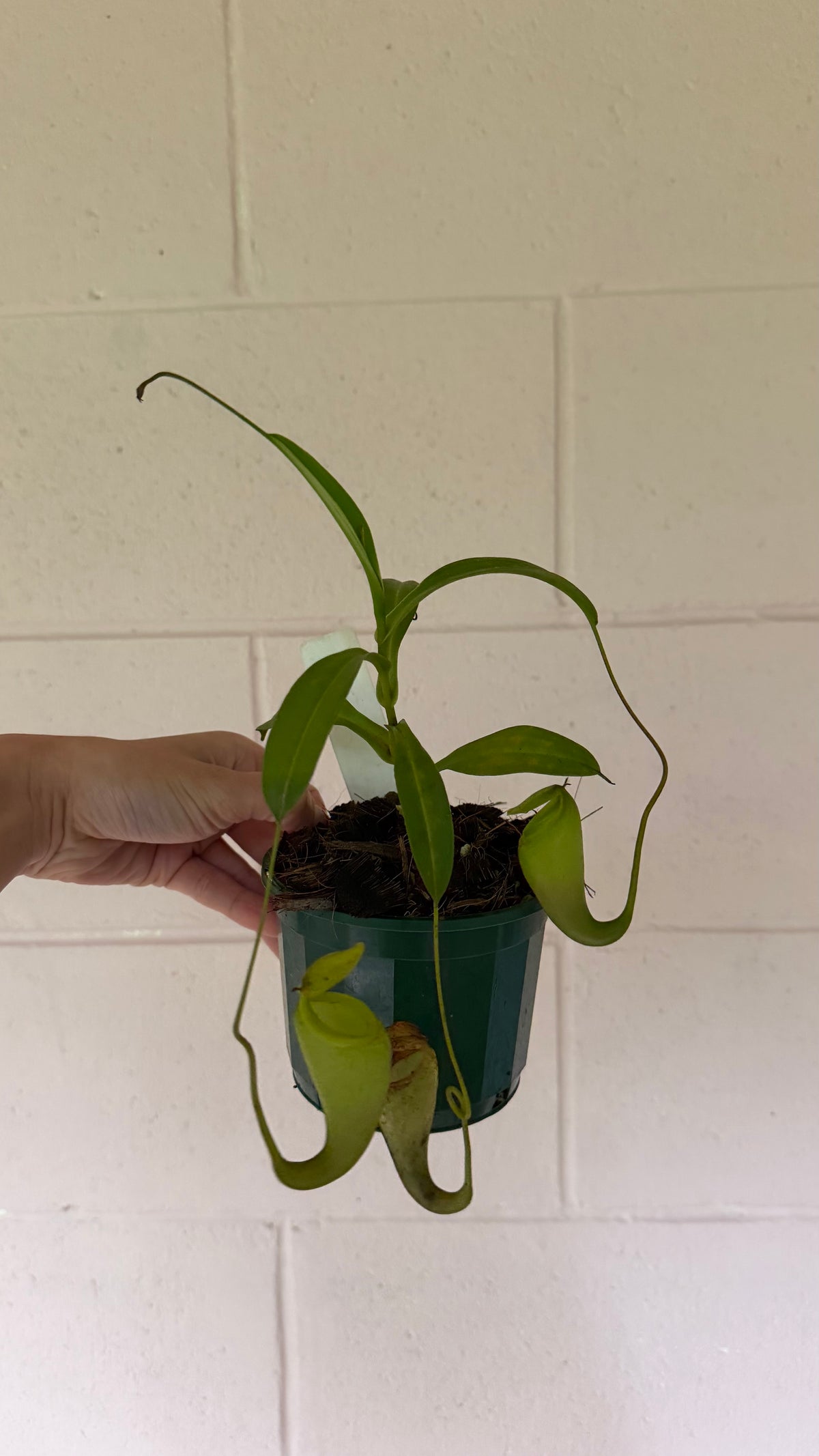 Nepenthes Lady Pauline | Pitcher Plant Lady Pauline