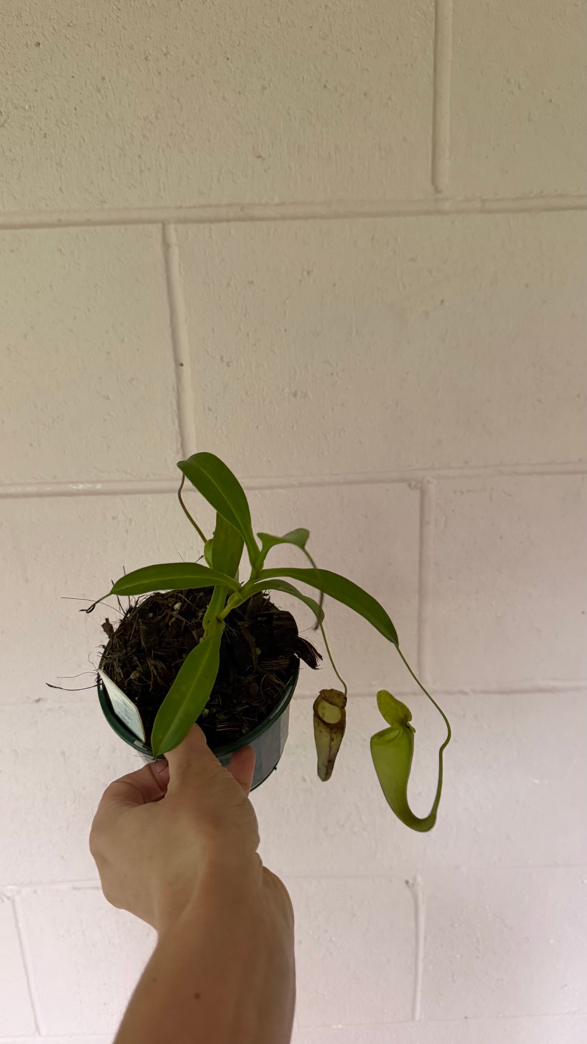 Nepenthes Lady Pauline | Pitcher Plant Lady Pauline