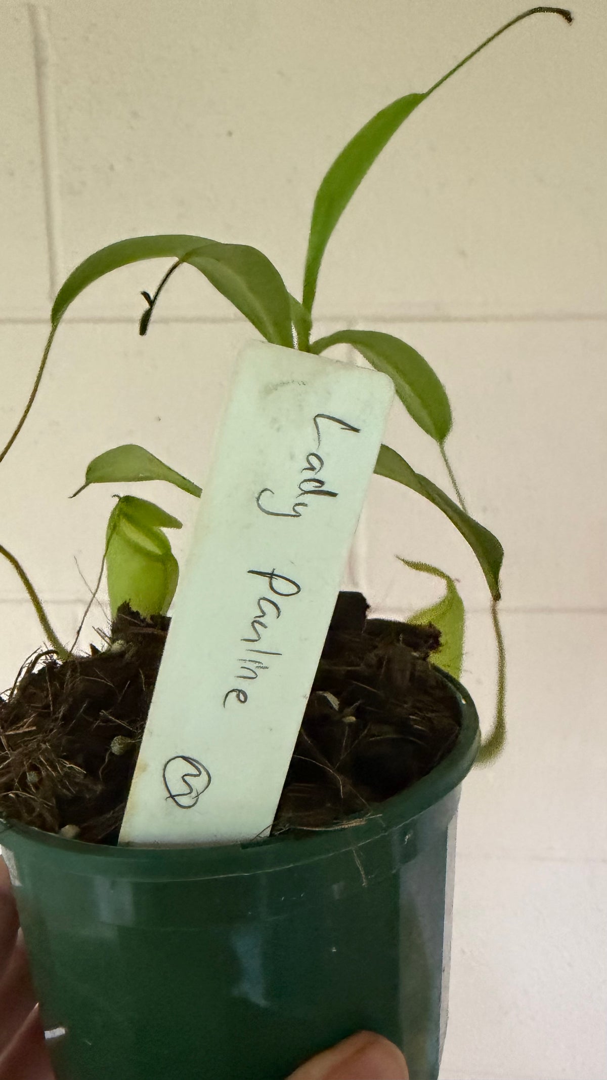 Nepenthes Lady Pauline | Pitcher Plant Lady Pauline