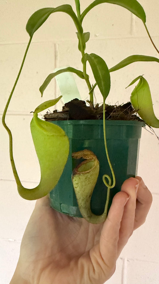 Nepenthes Lady Pauline | Pitcher Plant Lady Pauline
