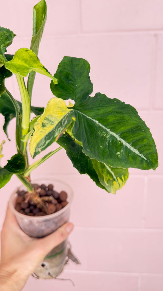 Syngonium Scrambled Eggs