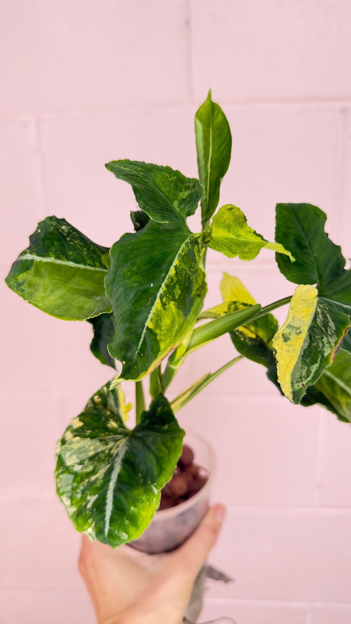 Syngonium Scrambled Eggs