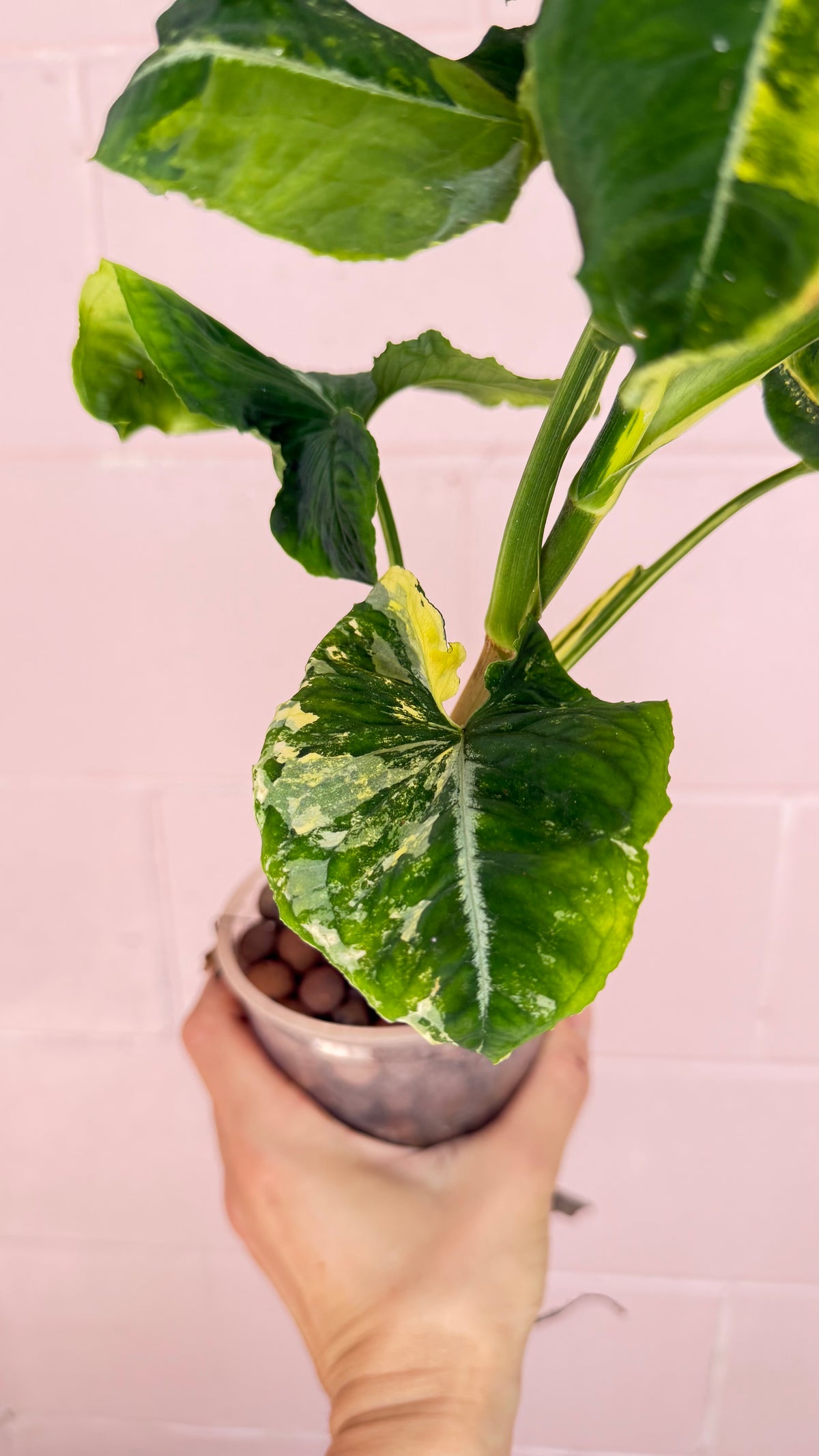 Syngonium Scrambled Eggs