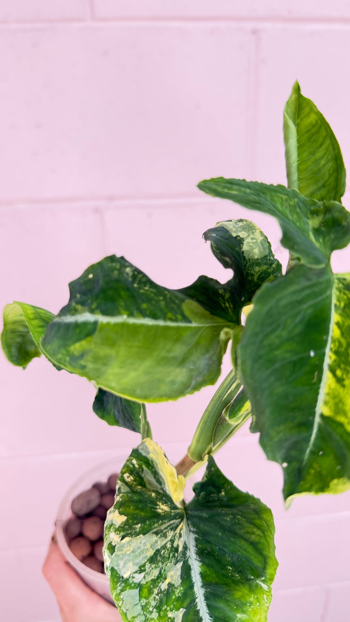 Syngonium Scrambled Eggs