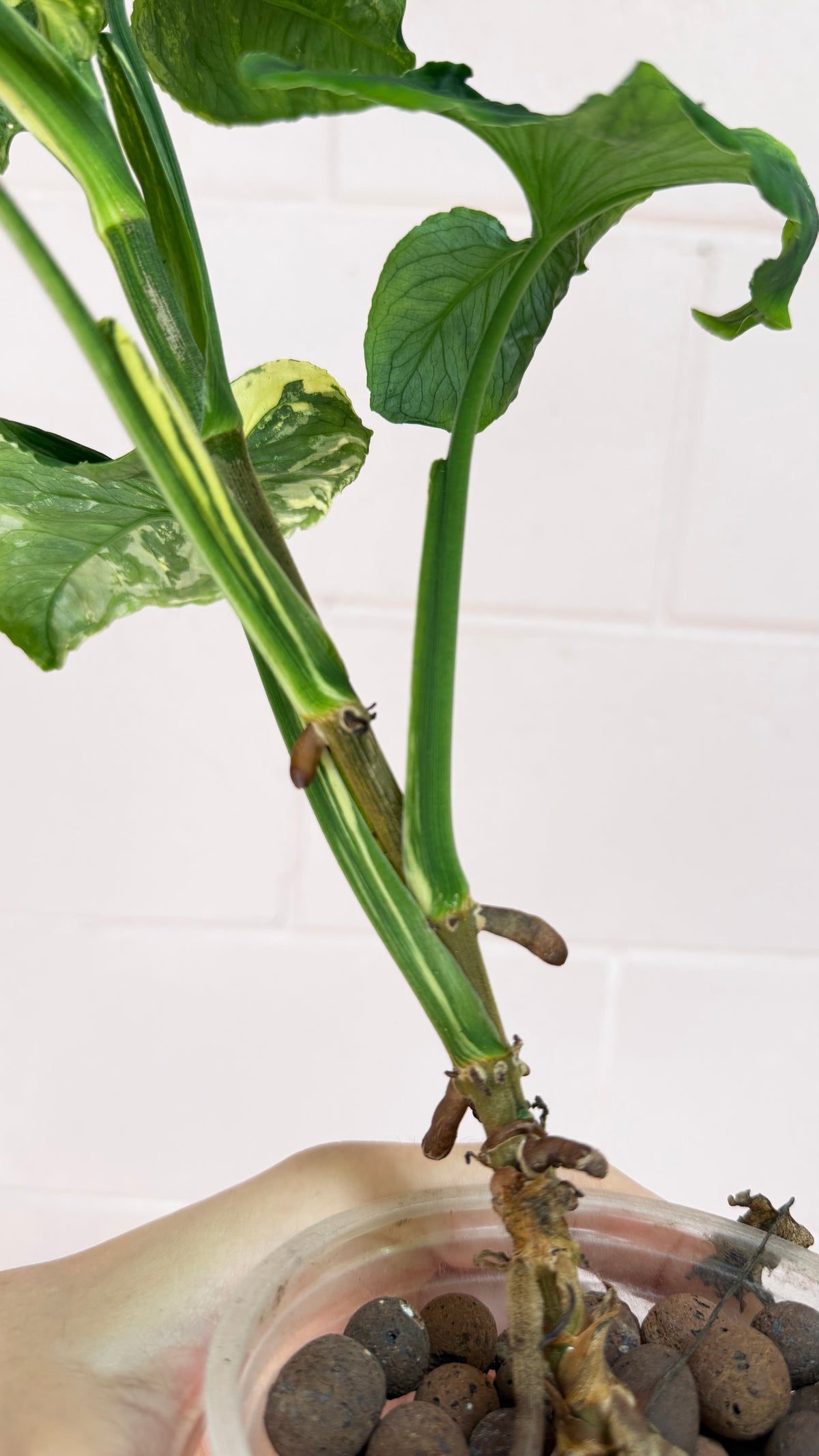 Syngonium Scrambled Eggs